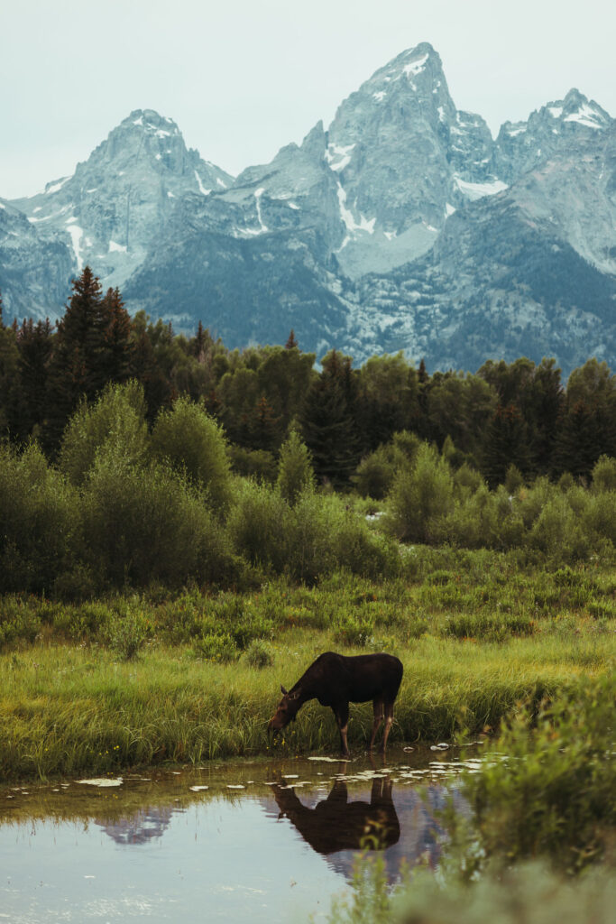 moose siting at grand teton elopement