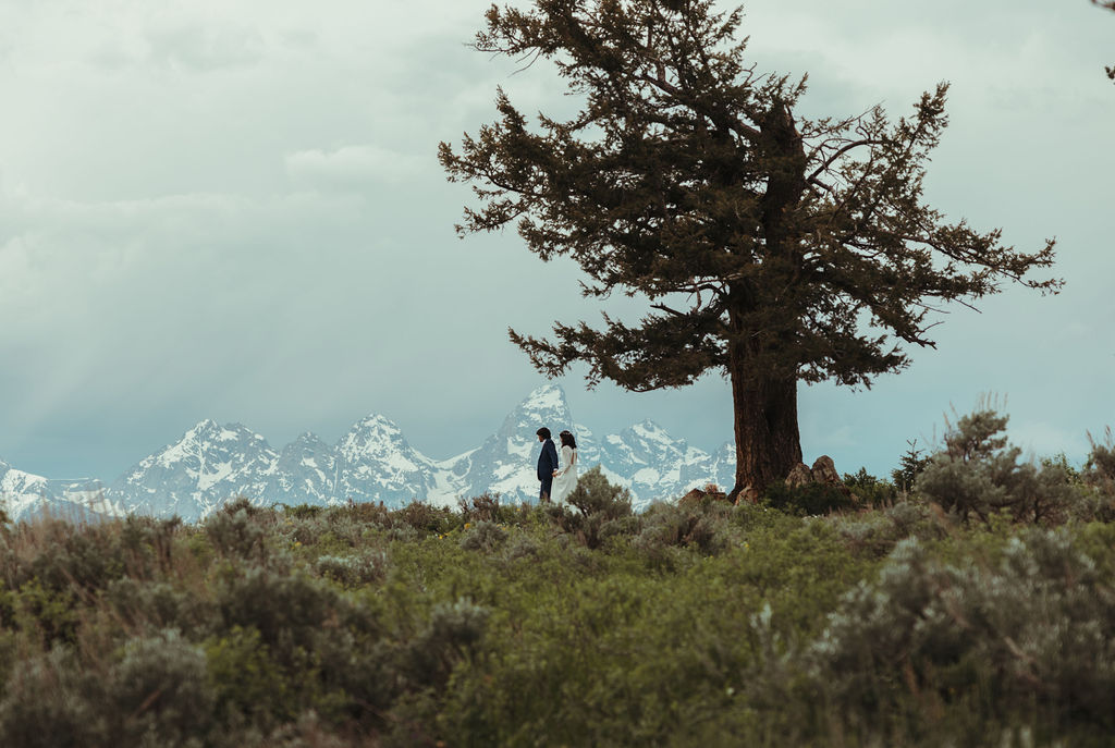 bride and groom at the wedding tree in jackson hole